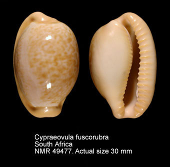 Cypraeovula fuscorubra.jpg - Cypraeovula fuscorubra(Shaw,1909)
